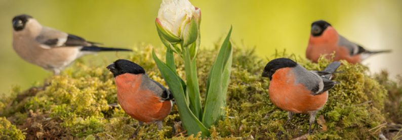 Die Magie von Frühling und Neuanfang